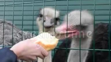 动物园里饥饿的鸵鸟，游客用笼子喂面包